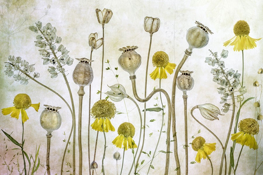 Gemengde planten geïllustreerd behang 