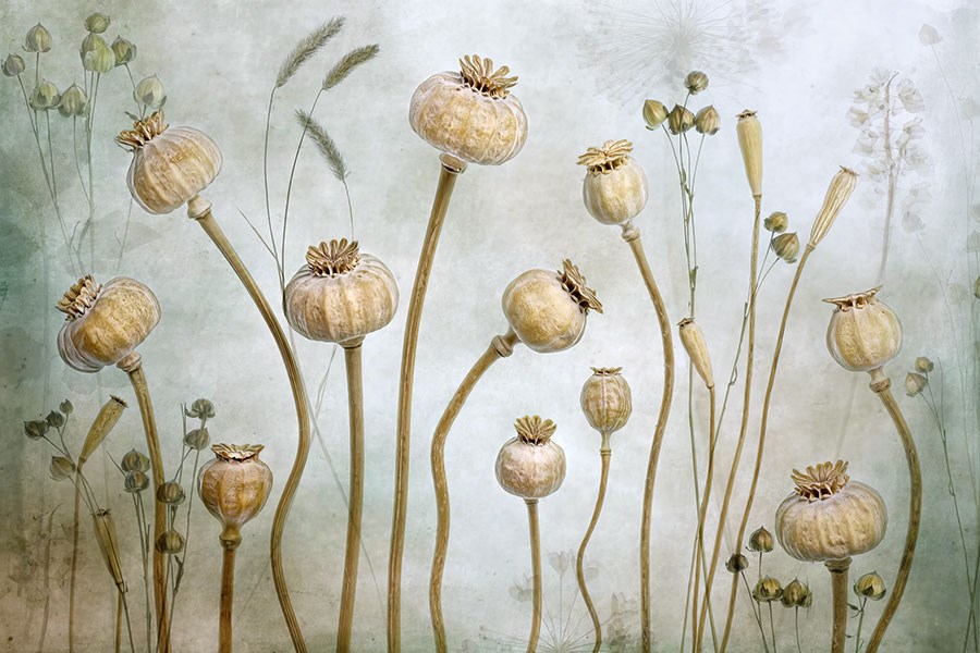 Poppy Pod Geïllustreerd Behang