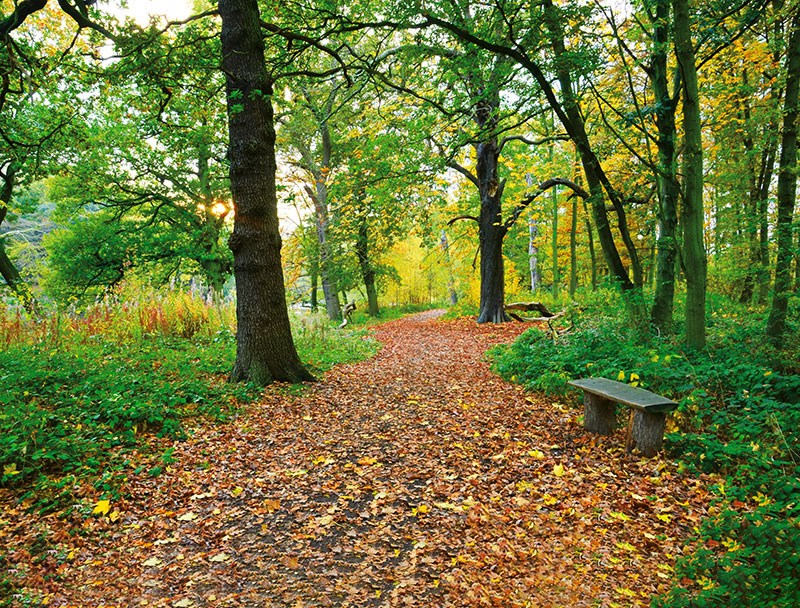Weelderig Bos Natuur Uitzicht Behang