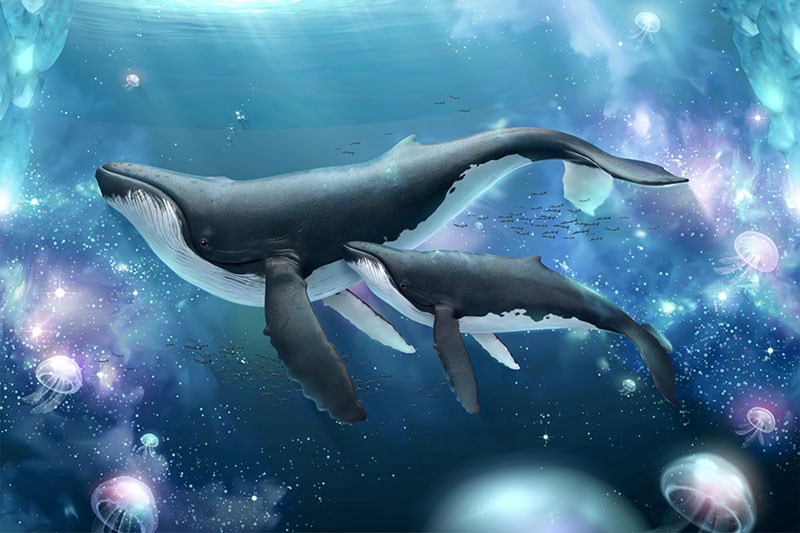 Walvis en kalf geïllustreerd behang 