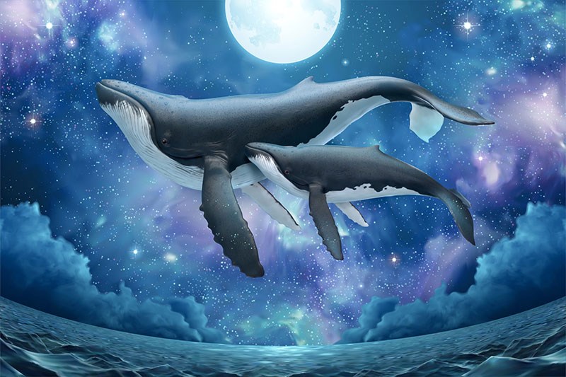 Fantastische Walvis Geïllustreerd Behang