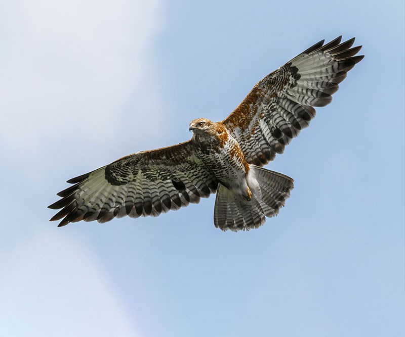 Vliegende vogel geïllustreerd behang 