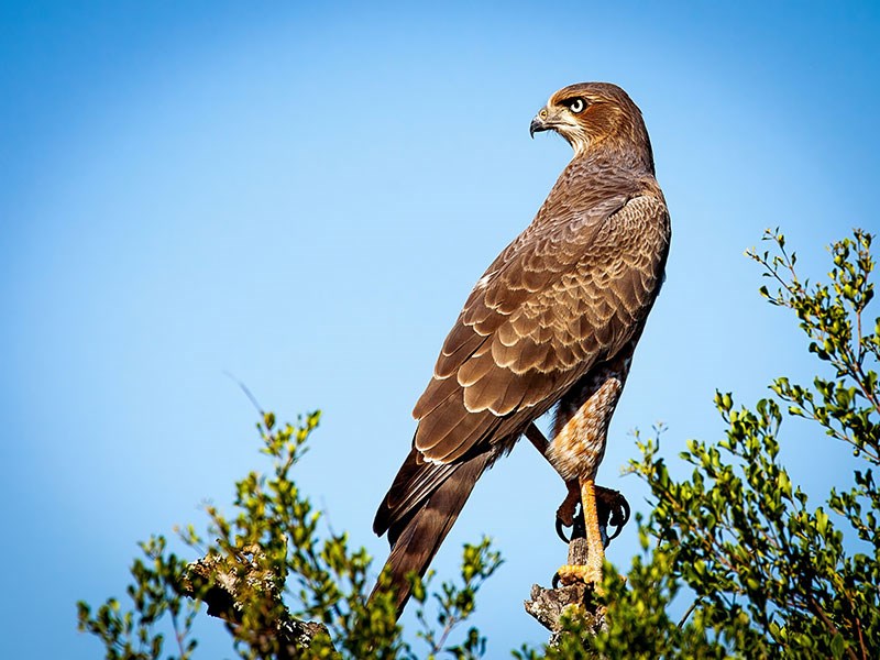 Vogel op een boomtak geïllustreerd behang 