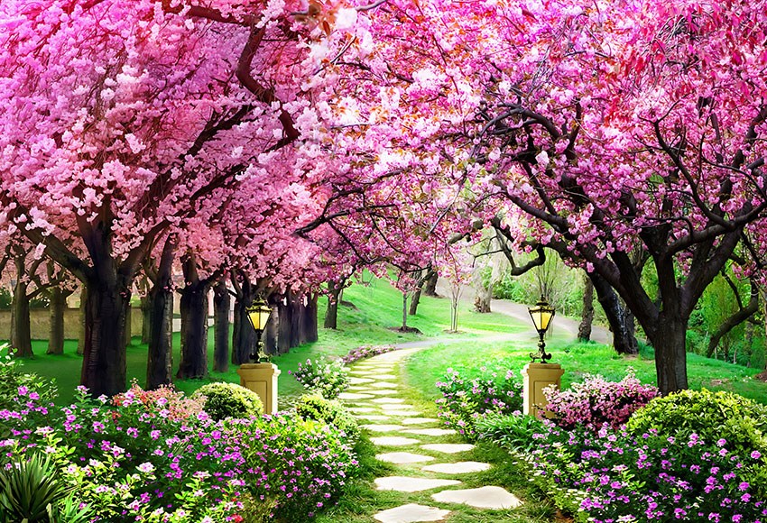 Roze Bloemen Boom Weg Landschap Behang 