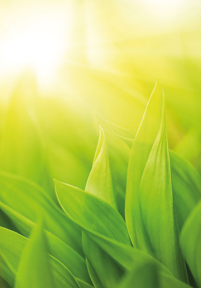 Natuurlijk bladgroen behang 