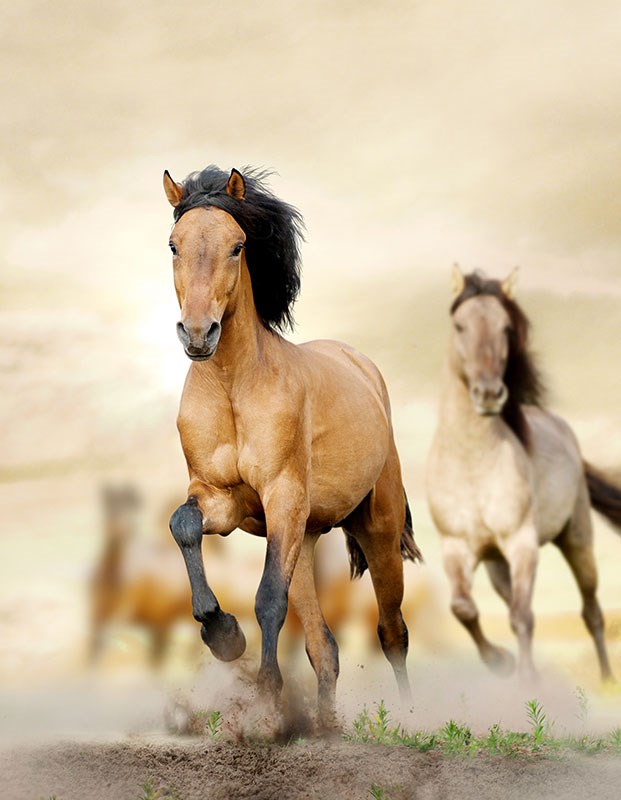 Lopend Paard Thema-Behang