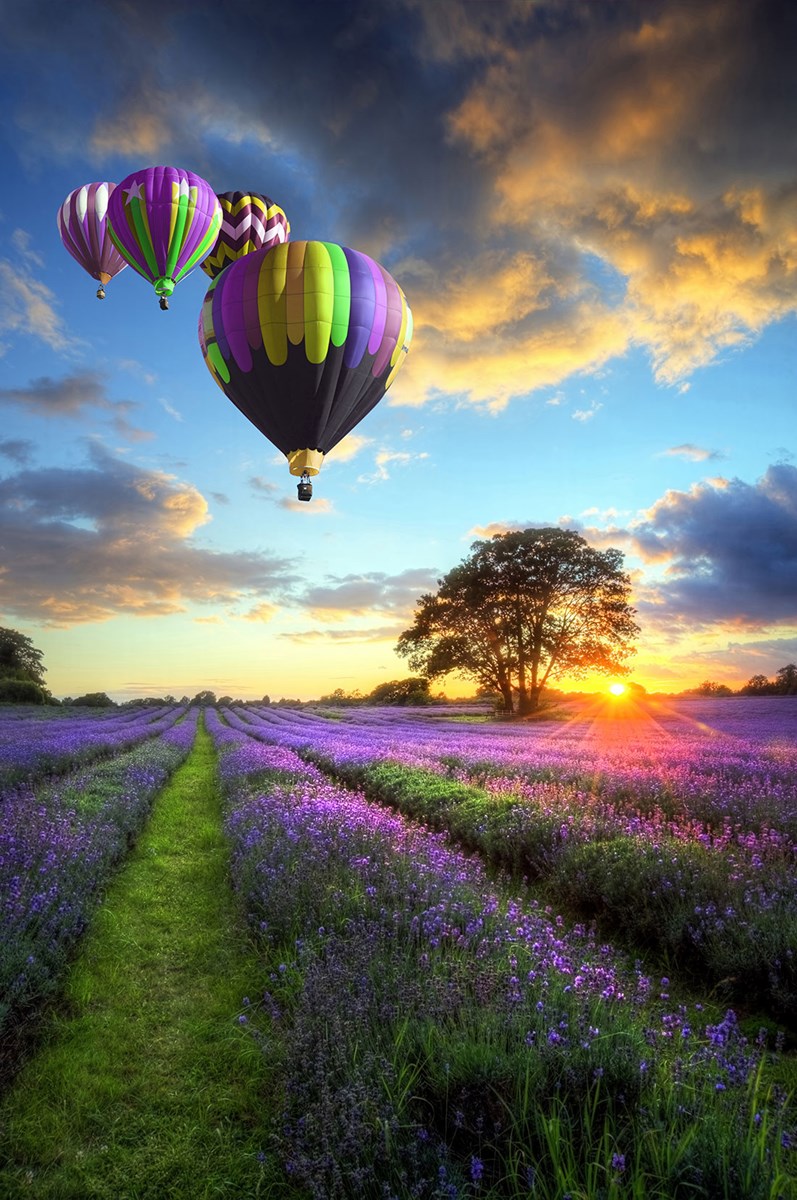 Lavendel tuin en ballon geïllustreerd behang 