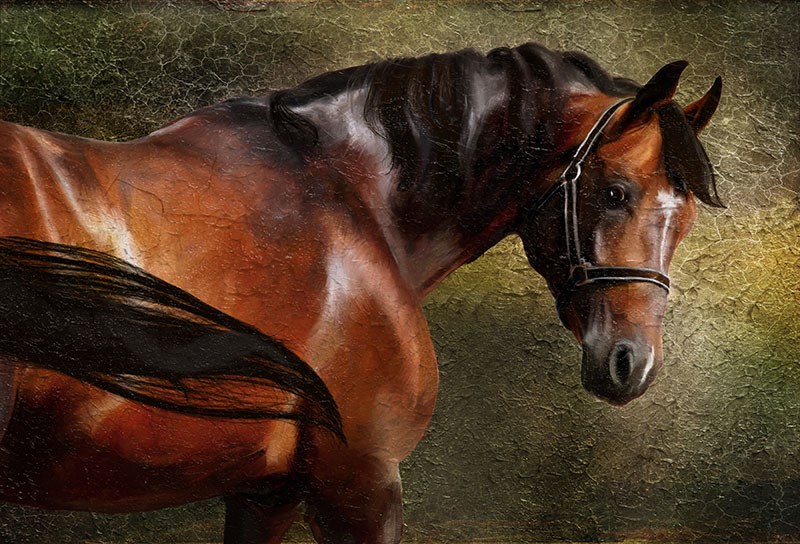 Paard Thema Behang 