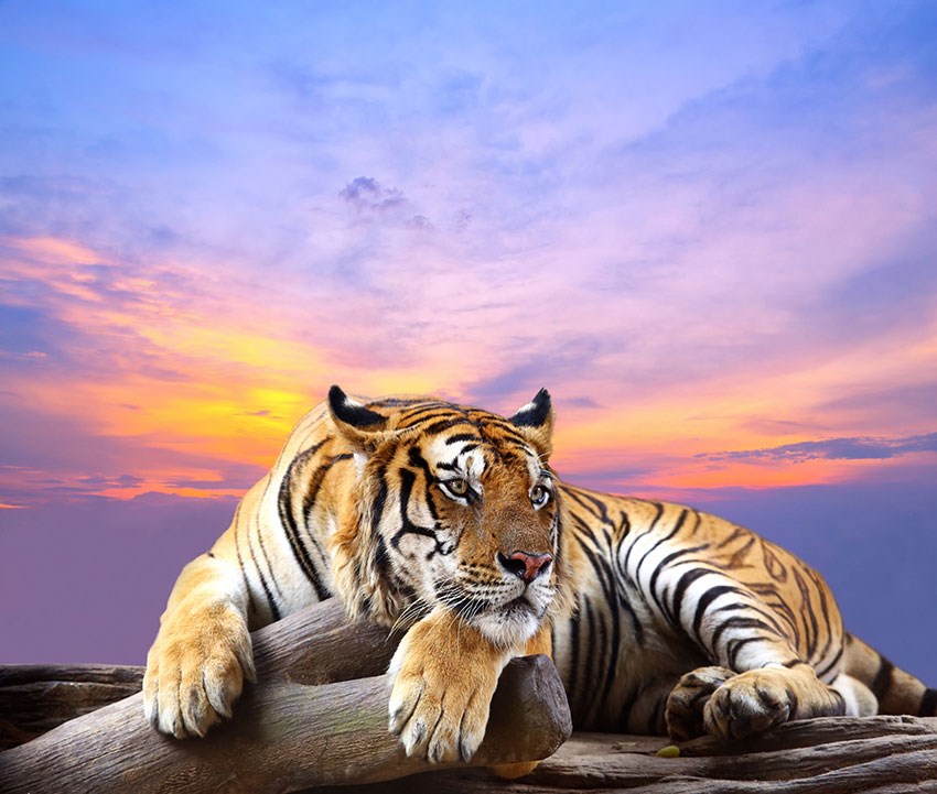 Tiger Geïllustreerd Behang