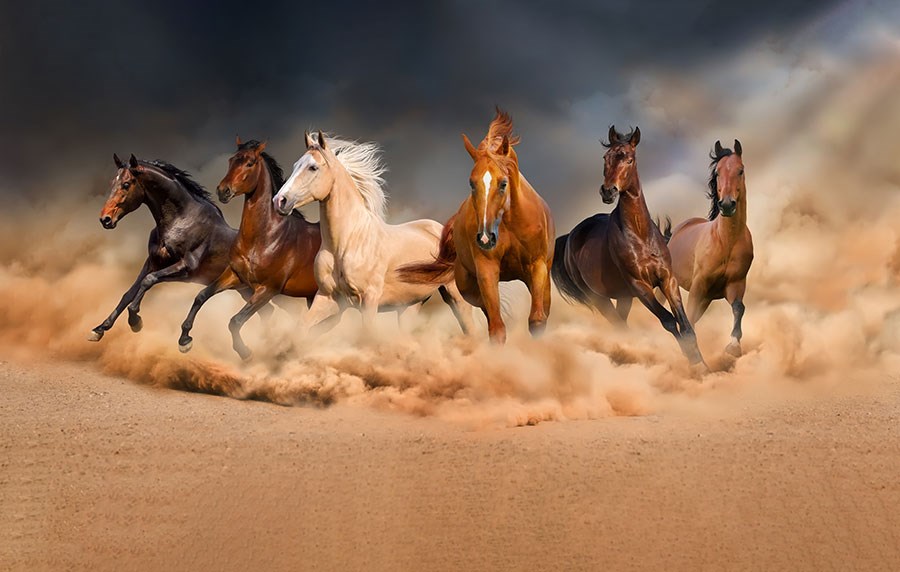 Paarden Thema-Behang 