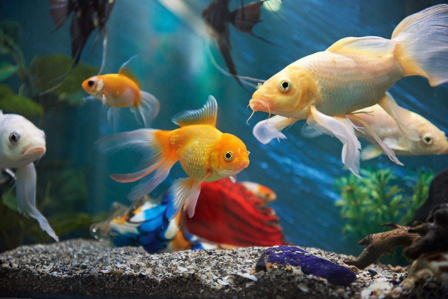 Aquarium Vis Thema-Behang 