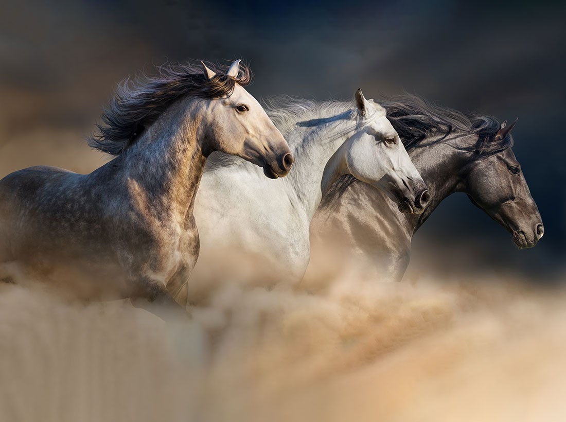  Paarden geïllustreerd behang