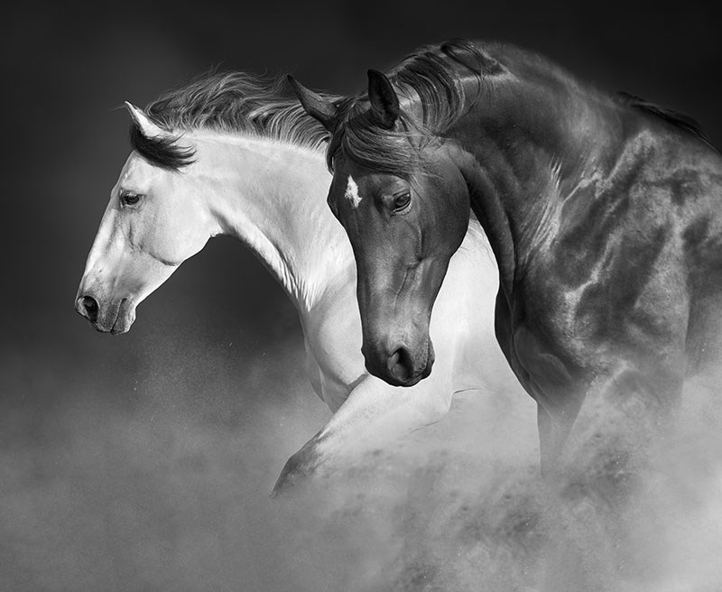 Zwart-wit paardenafbeelding behang 