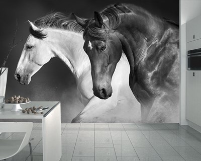 Zwart-wit paardenafbeelding behang 