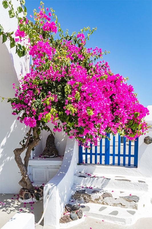 Bougainvillea Bloemen Beeld Behang