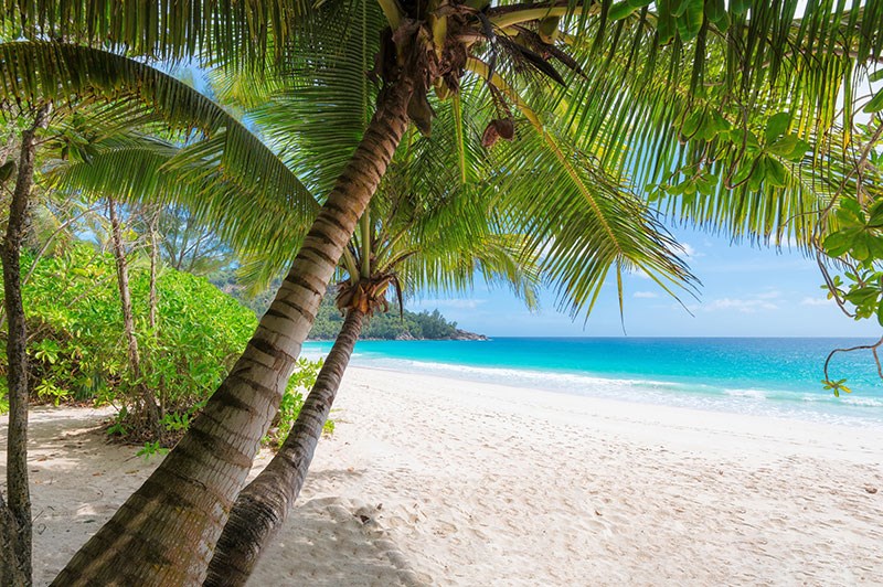 Palmboom en strandbehang