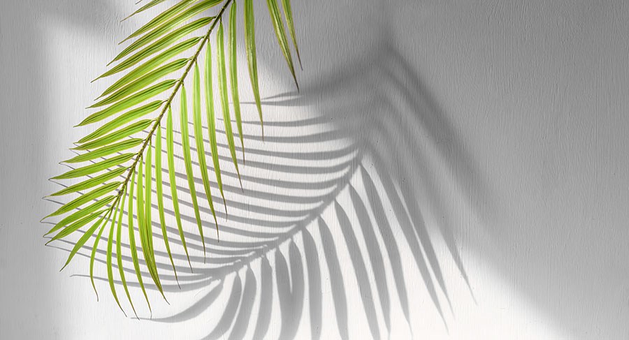 Zonlicht en palmblad behang 