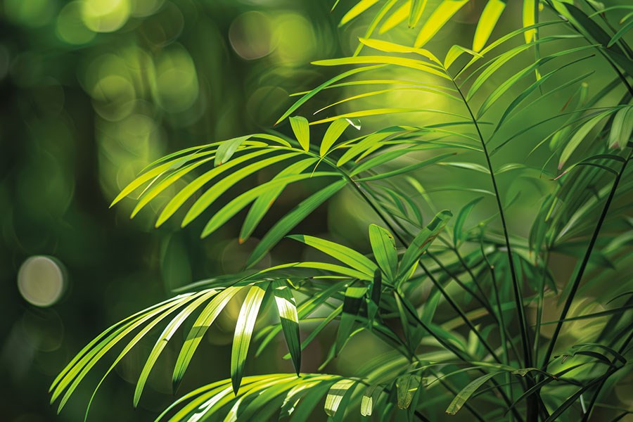 Groene palmbladeren behang