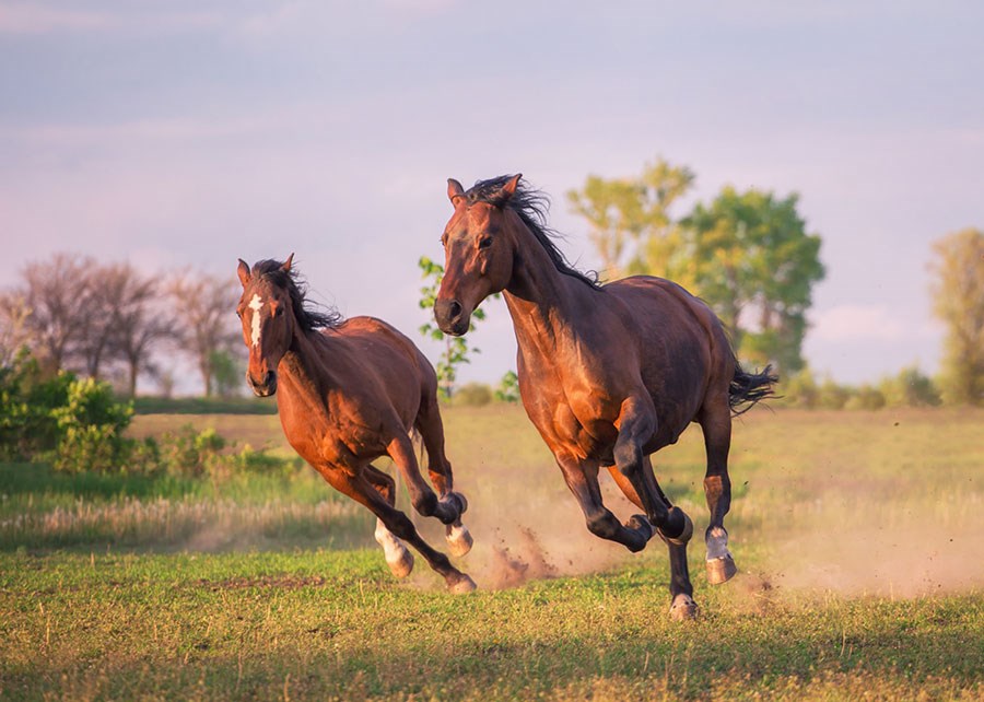 Snel rennend paard met afbeelding op behang