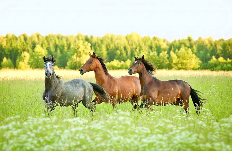 Behang met paarden en natuurlandschap 