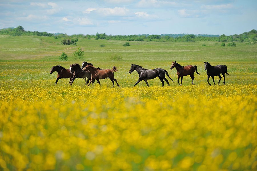 Groene velden met rennende paarden behang
