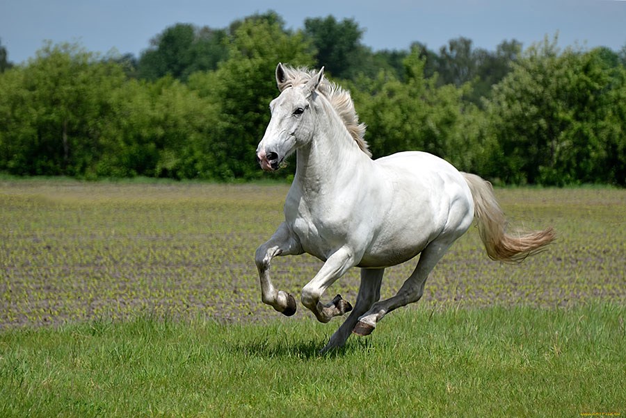 Rennende paarden behang met uitzicht