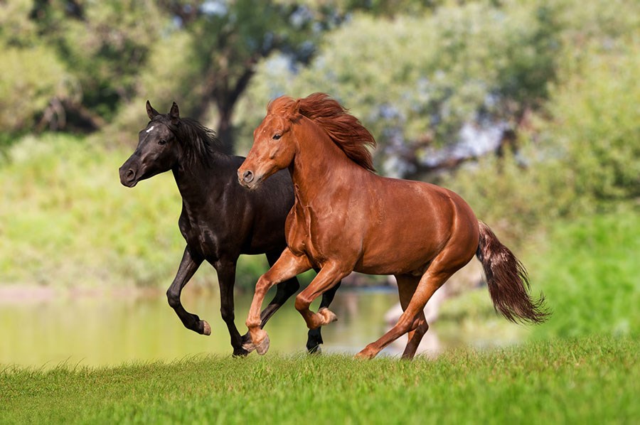 Twee rennende edele paarden behang met afbeelding