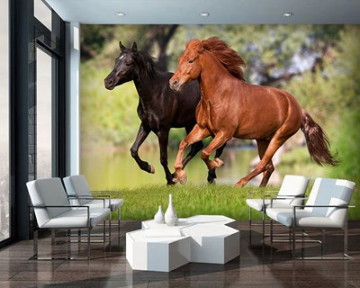 Twee rennende edele paarden behang met afbeelding