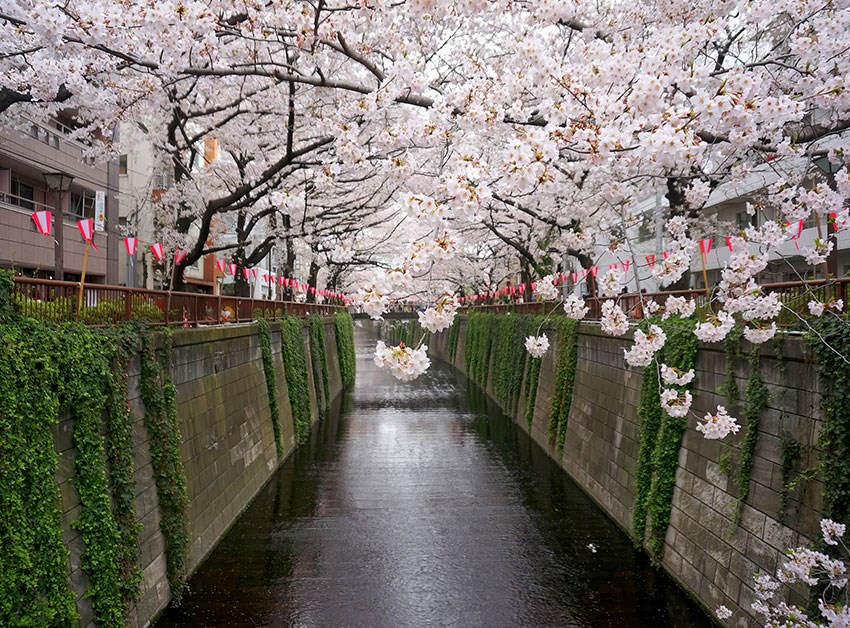 Kersenbloesemtakken Behang