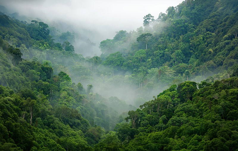 Groen boslandschap in de mist behang