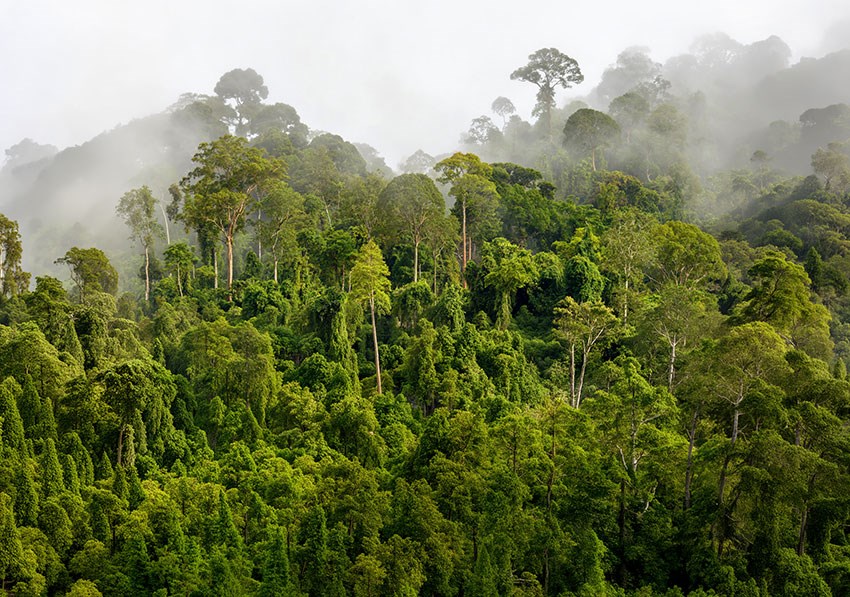 Mistig tropisch bos behang