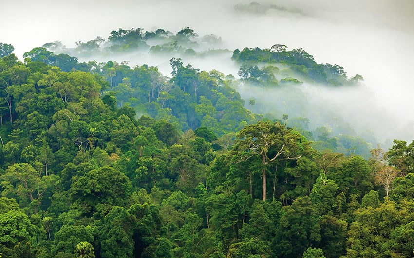 Mistig, groen landschap behang