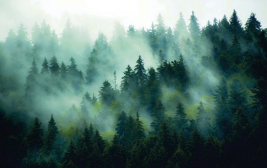 Behang met uitzicht op mistig dennenbos