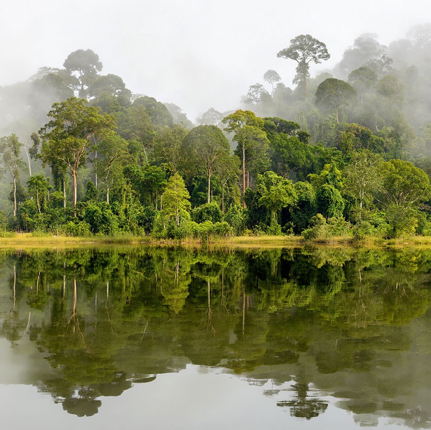 Groen bos uitzicht behang
