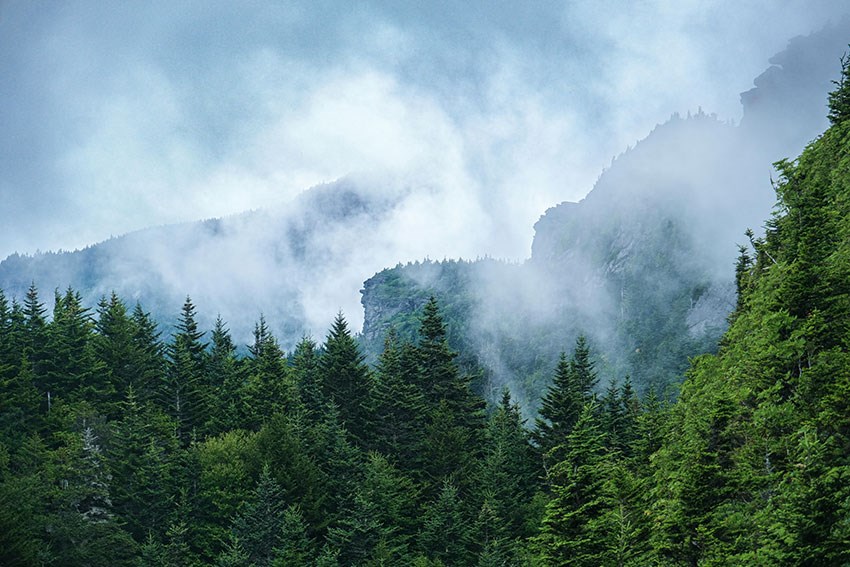 Behang met mistig bos en berggezicht 