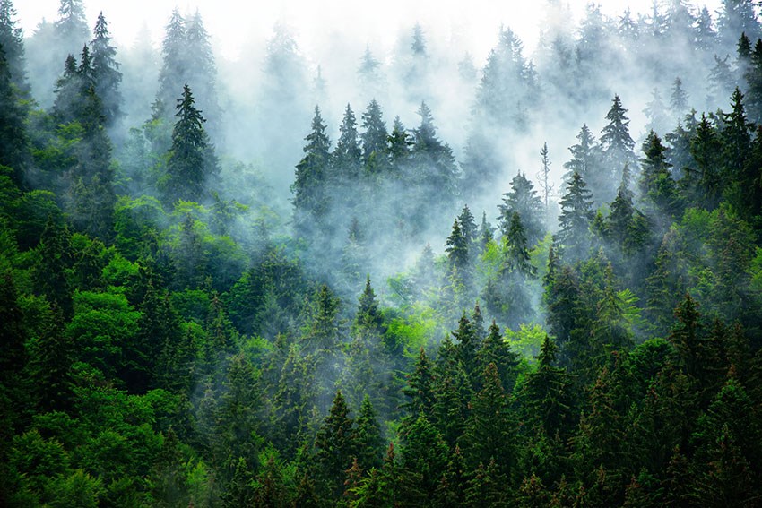 Behang met een weelderig groene bos in de mist