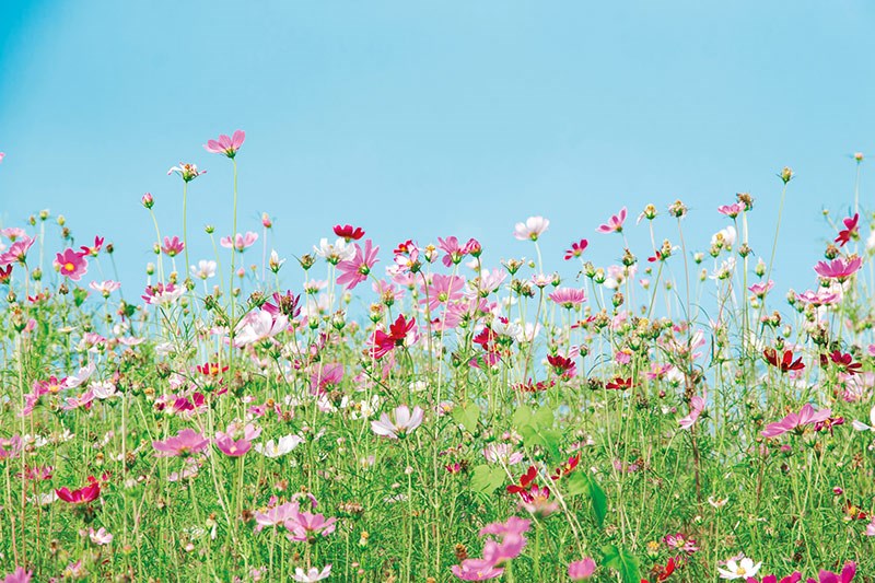 Behang met kleurrijke veldbloemen